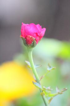 Free Stock Photo of Small Pink Rose