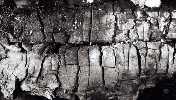 Free Stock Photo of Wood charcoal