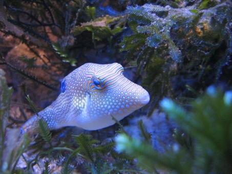 Free Stock Photo of Fishy