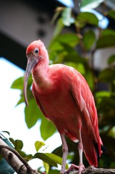 Pink Bird - Free Stock Photo