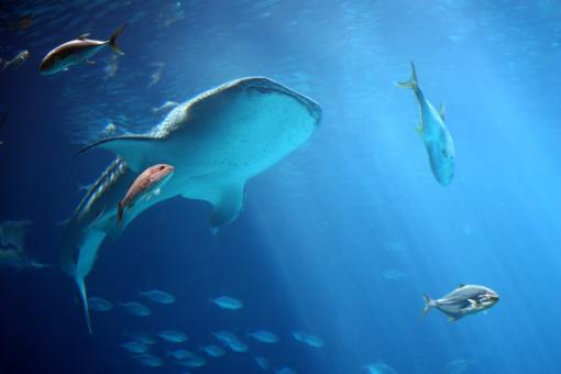 Free Stock Photo of A whale shark and fish under water