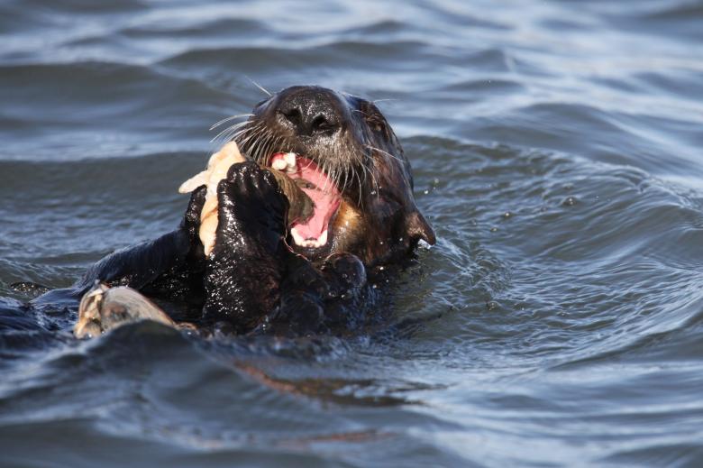 Free stock image of Seal in the Ocean created by Benjamin Nusse