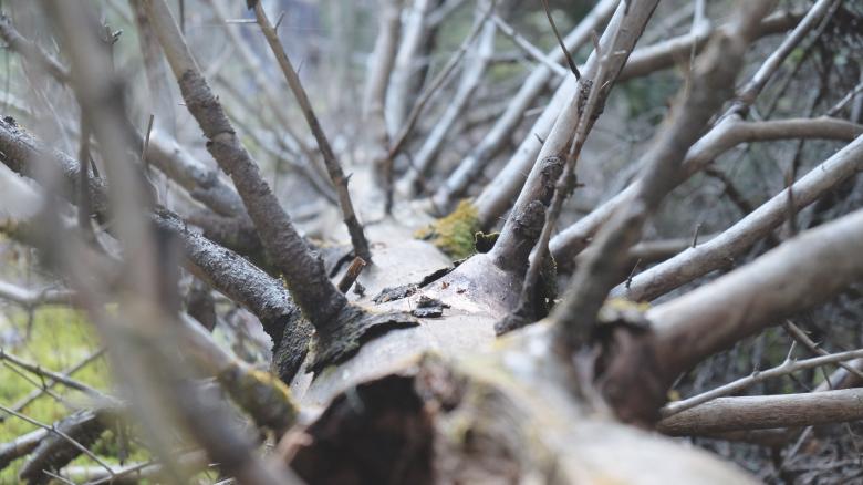 Free stock image of Dead Tree created by Life of Pix