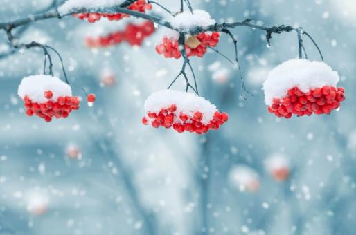 Free Stock Photo of Snow on Berries