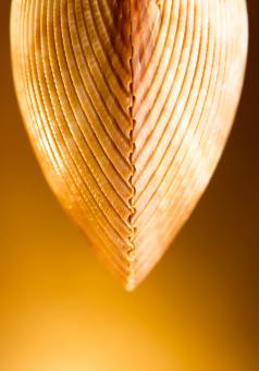 Free Stock Photo of Seashell 