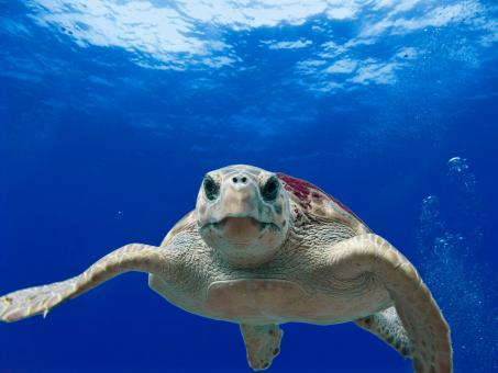 Free Stock Photo of Loggerhead Turtle