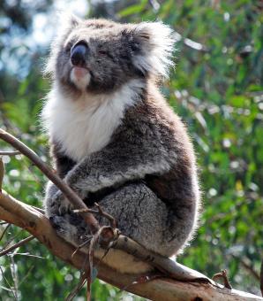 Koala In a Tree - Free Stock Photo