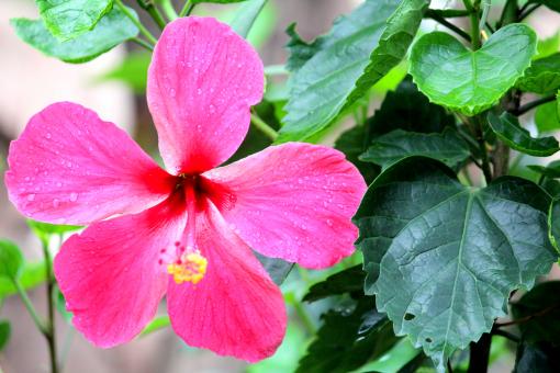 Pink Hibiscus Flower - Free Stock Photo