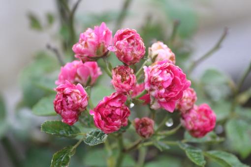 Pink Roses in the Rain - Free Stock Photo