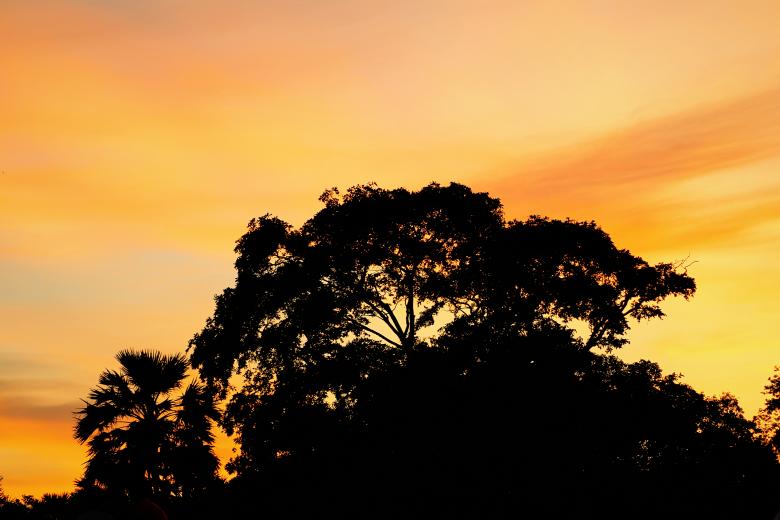 Free stock image of The Sunset Tree created by mohamed aslam