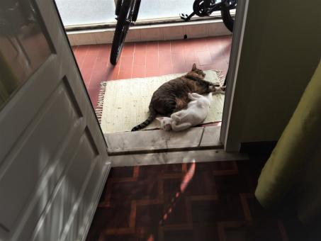 Gatos a dormir - Free Stock Photo