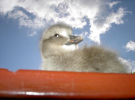 Free Stock Photo of Little duck