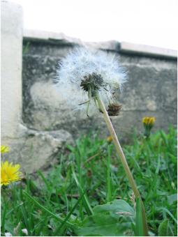 Free Stock Photo of Fragile