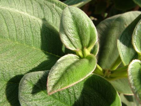 Free Stock Photo of Fuzzy leaves