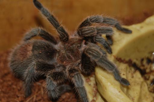 Free Stock Photo of Rose The Tarantula