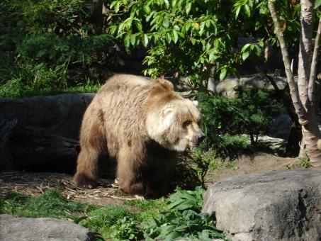 Free Stock Photo of Wild Bear