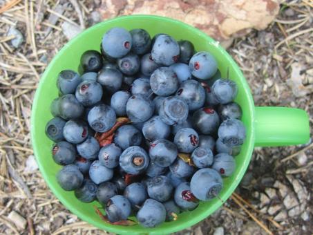 Free Stock Photo of Blueberry in cup