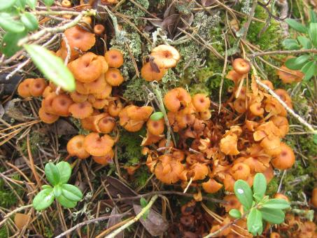 Free Stock Photo of Mushrooms