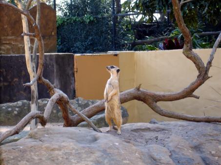 Free Stock Photo of Meerkat
