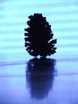 Free Stock Photo of Pine cone silhouette