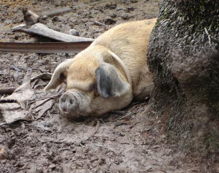 Free Stock Photo of Happy as a pig....