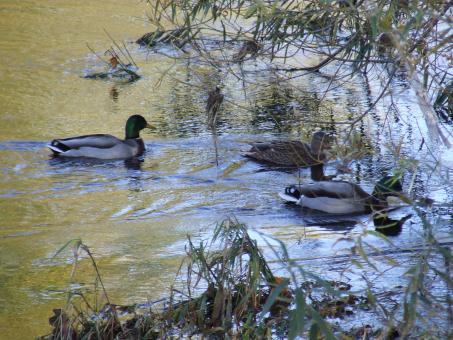 Free Stock Photo of Ducks