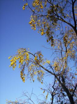 Free Stock Photo of Sophora Low Angle