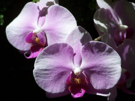 Free Stock Photo of Orchid Perfection