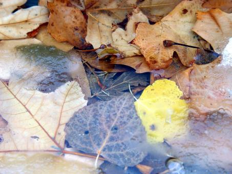 Free Stock Photo of Leaves under Ice