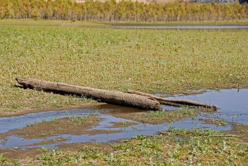 Free Stock Photo of Fallen Remnant
