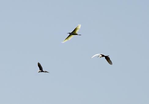 Free Stock Photo of Flight of the Herons