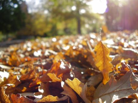 Free Stock Photo of Leaf Bed