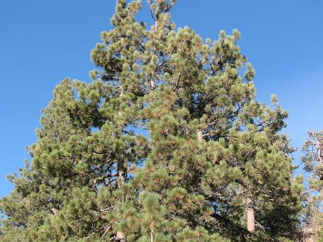 Free Stock Photo of Pine Tree