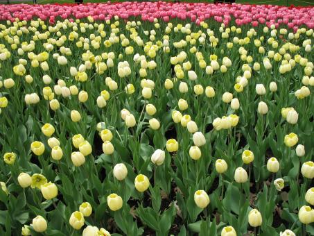 Free Stock Photo of Ottawa Tulips