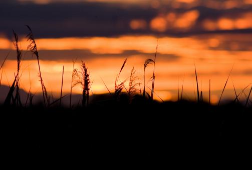 Free Stock Photo of Sunset behind the bushes