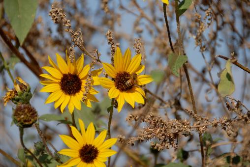 Free Stock Photo of Busy Bee
