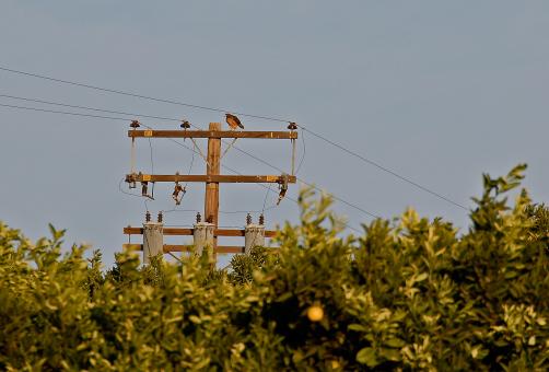 Free Stock Photo of Hawk on a Pole