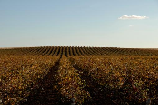 Free Stock Photo of The Vineyard
