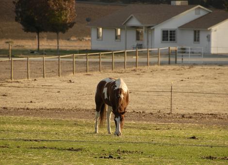 Free Stock Photo of Grazing Mustang