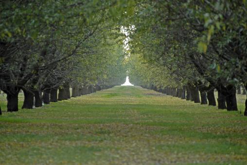 Free Stock Photo of The Grove