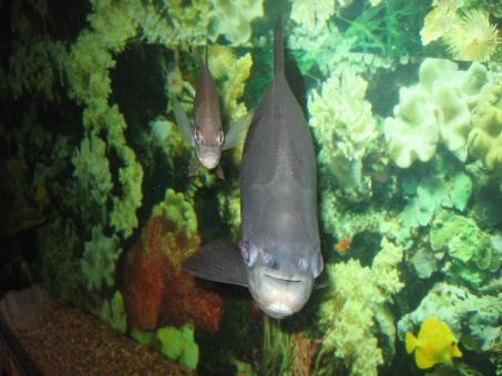 Free Stock Photo of Fish