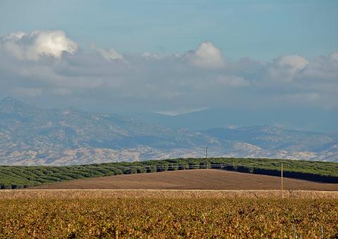 Free Stock Photo of Vineyards & Orange Groves