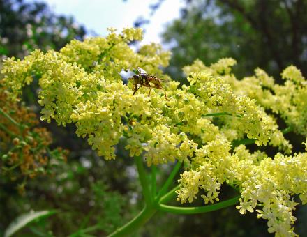 Free Stock Photo of Bee My Flower
