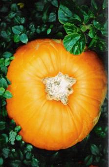 Free Stock Photo of Pumpkin in vines