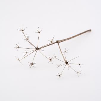 Free Stock Photo of Plant on white