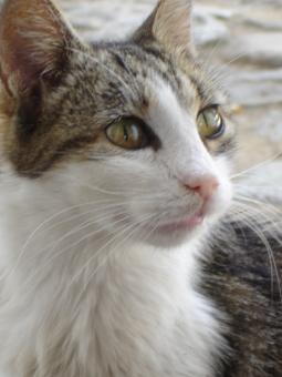 Free Stock Photo of Grandma cat