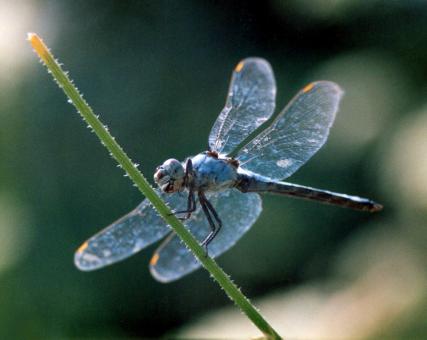 Free Stock Photo of Dragonfly