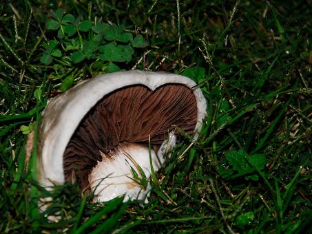 Free Stock Photo of Toadstool in the Green