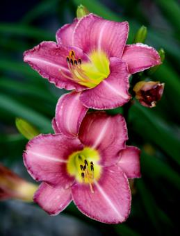 Free Stock Photo of Pink Flowers