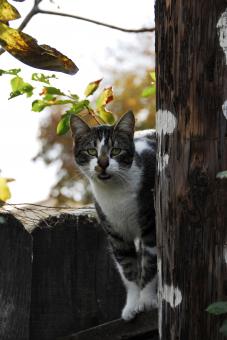 Free Stock Photo of Hey ... Have You Seen my Buddy, Mousey?